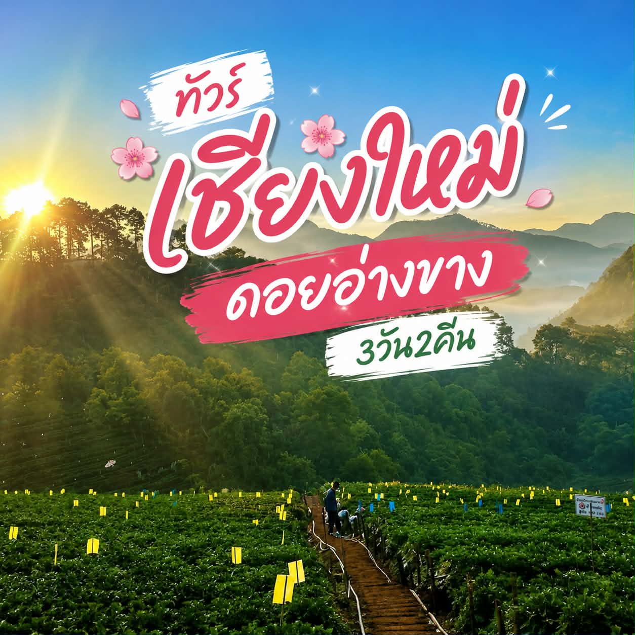 ทัวร์เชียงใหม่ - ดอยอ่างขาง