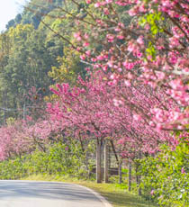 ทัวร์ดอยแม่สลอง อ่างขาง